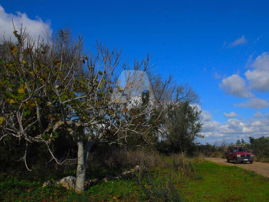 Terreno a Specchia in Strada Comunale Sant'Angelo - Foto 3
