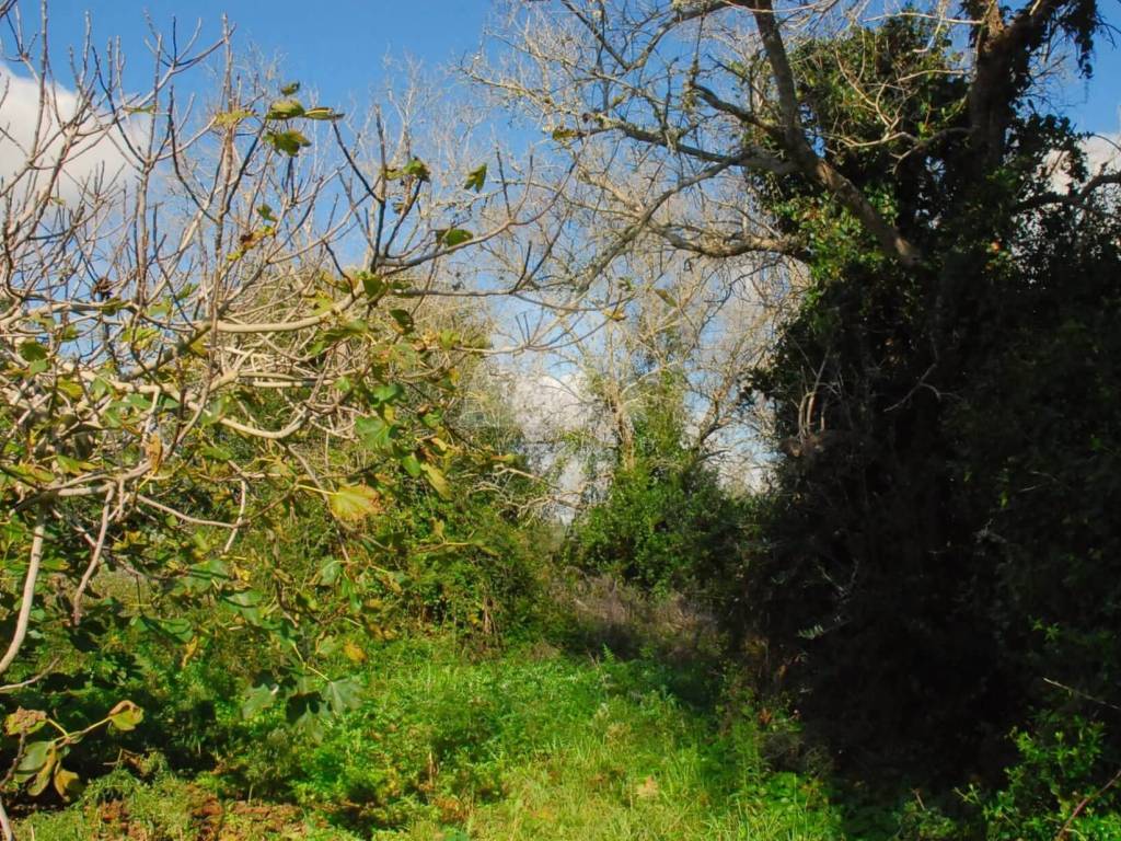 Terreno a Specchia in Strada Comunale Sant'Angelo - Foto 5