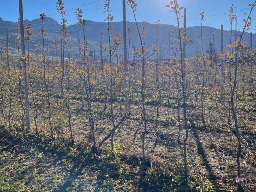 Terreno a Predaia in VIA DELLA LOVARA MOLLARO - Foto 4