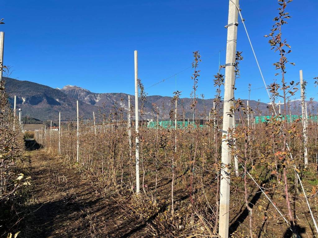 Terreno a Predaia in VIA DELLA LOVARA MOLLARO - Foto 5