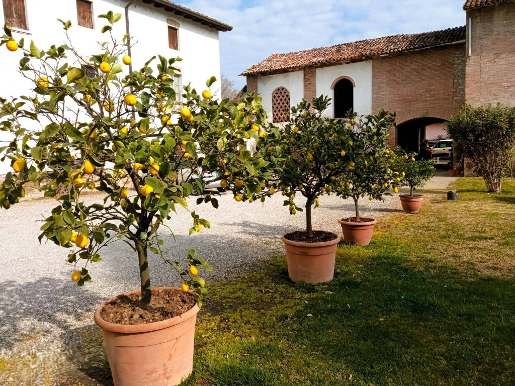 Rustico / casale a Alseno in Strada della Casa Nuova - Foto 5
