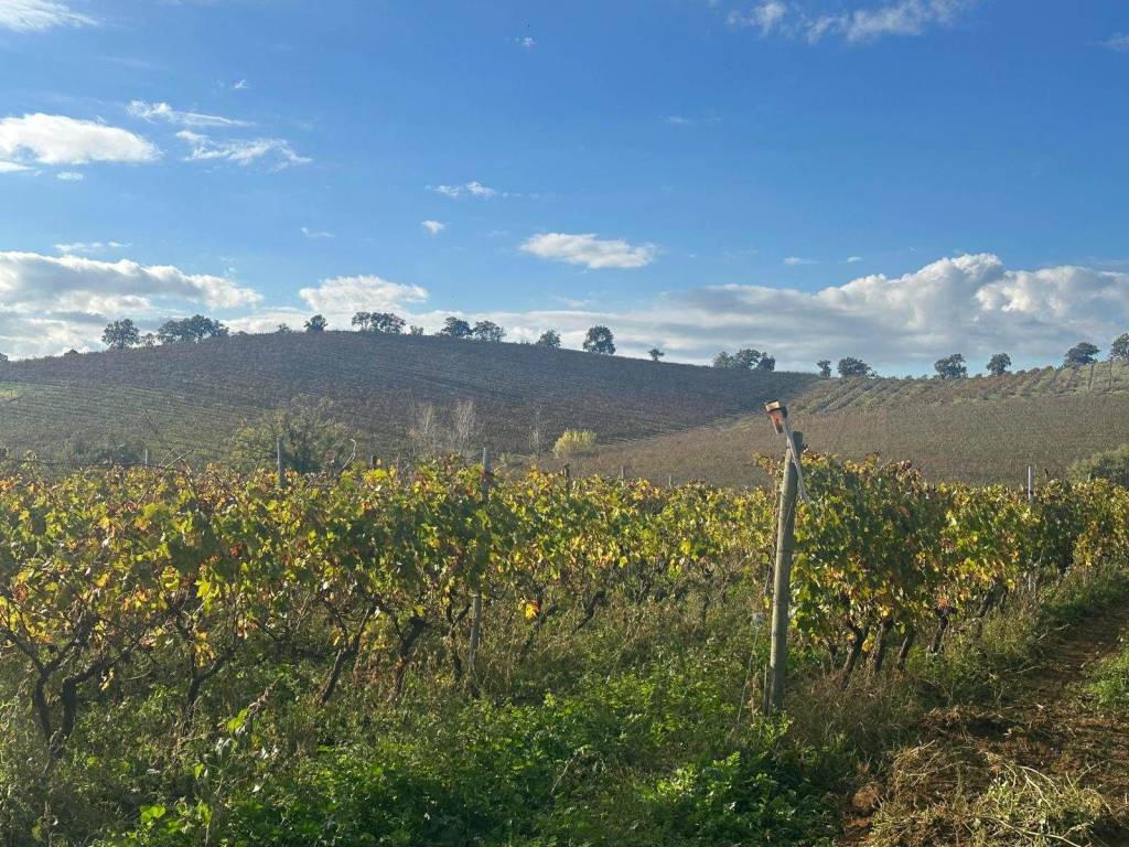 Terreno a Orbetello - Foto 4