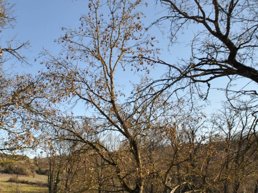 Terreno a Impruneta - Foto 2