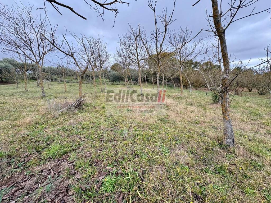 Terreno a Soriano nel cimino in Via Vittorio Emanuele II - Foto 4