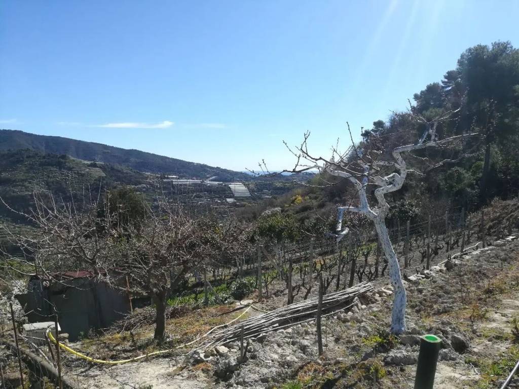 Villa a San biagio della cima - Foto 3