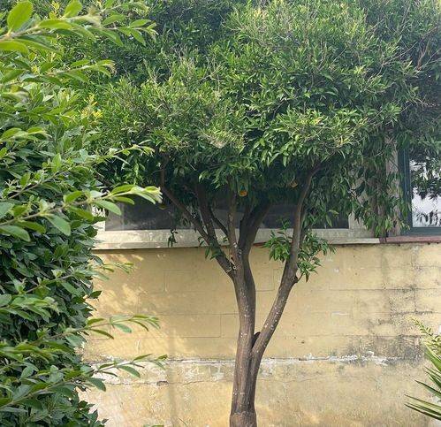 Villa a Ameglia - Foto 5