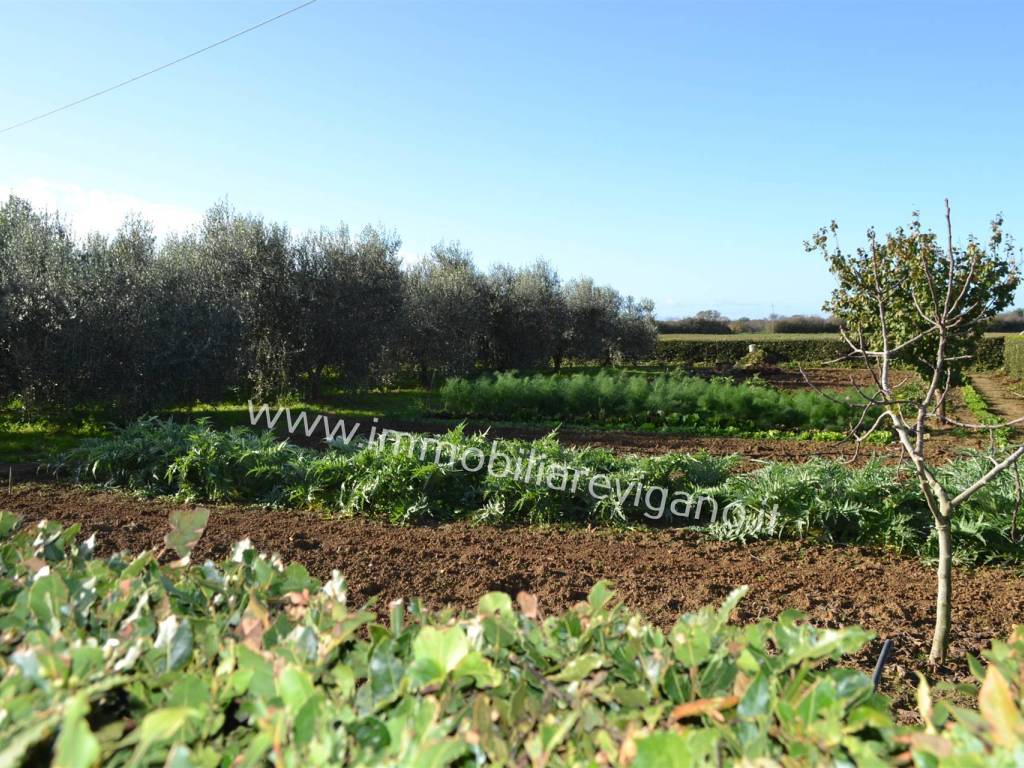 Rustico / casale a Orbetello - Foto 4
