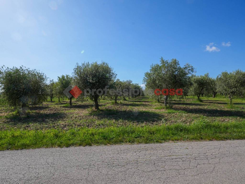 Terreno a Altavilla silentina in Contrada San Pietro - Foto 2