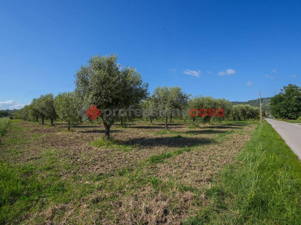Terreno a Altavilla silentina in Contrada San Pietro - Foto 4