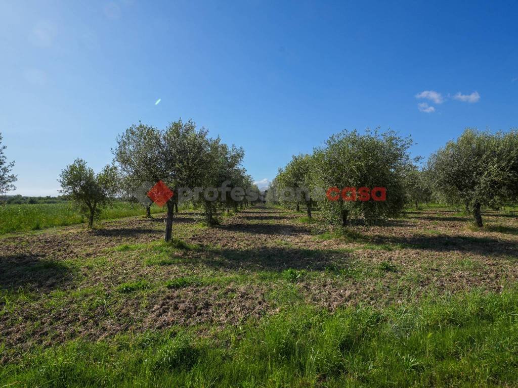 Terreno a Altavilla silentina in Contrada San Pietro - Foto 5