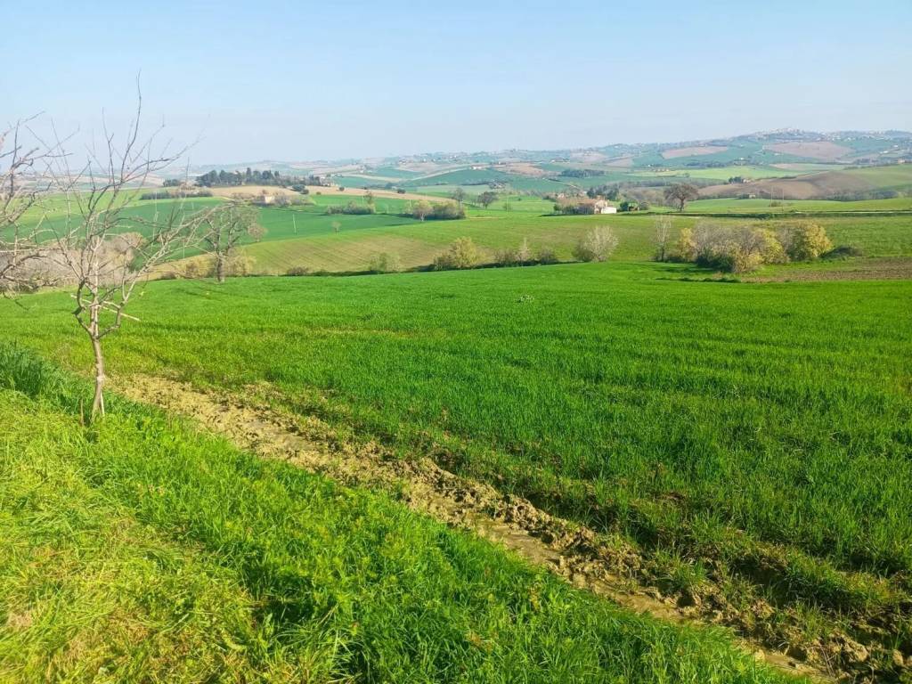 Terreno a Appignano in Contrada Renacci - Foto 4