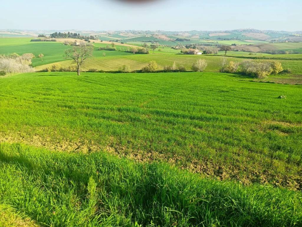 Terreno a Appignano in Contrada Renacci - Foto 5