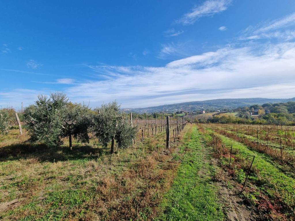Terreno a Taurasi in Contrada San Pietro - Foto 4