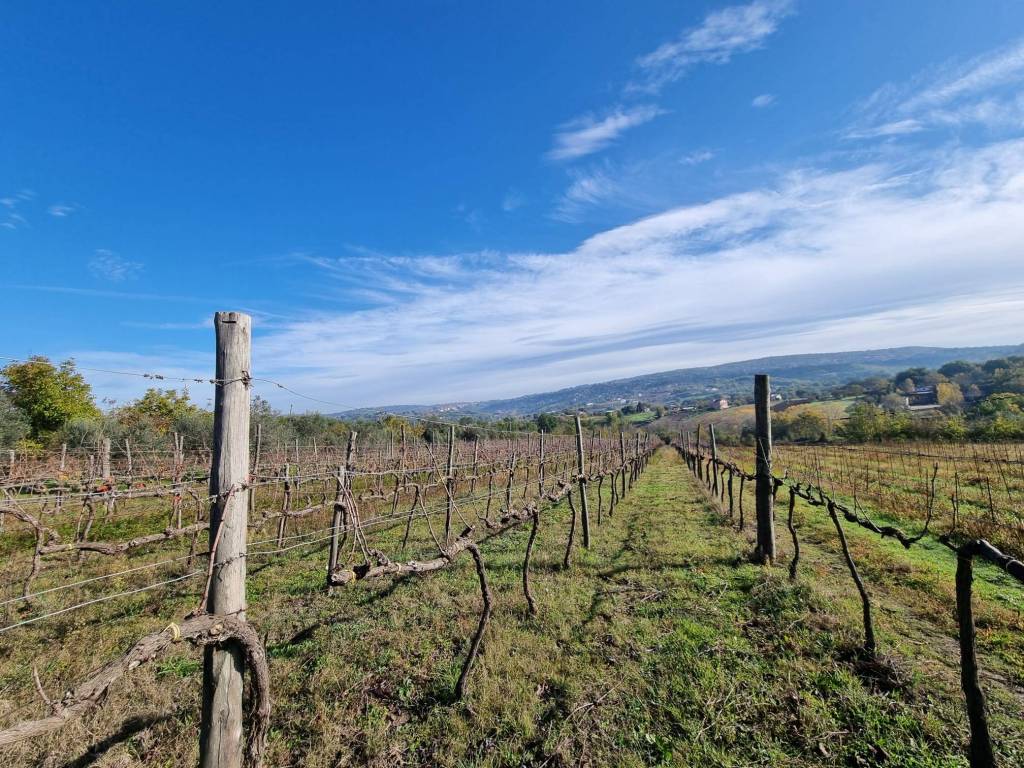 Terreno a Taurasi in Contrada San Pietro - Foto 5