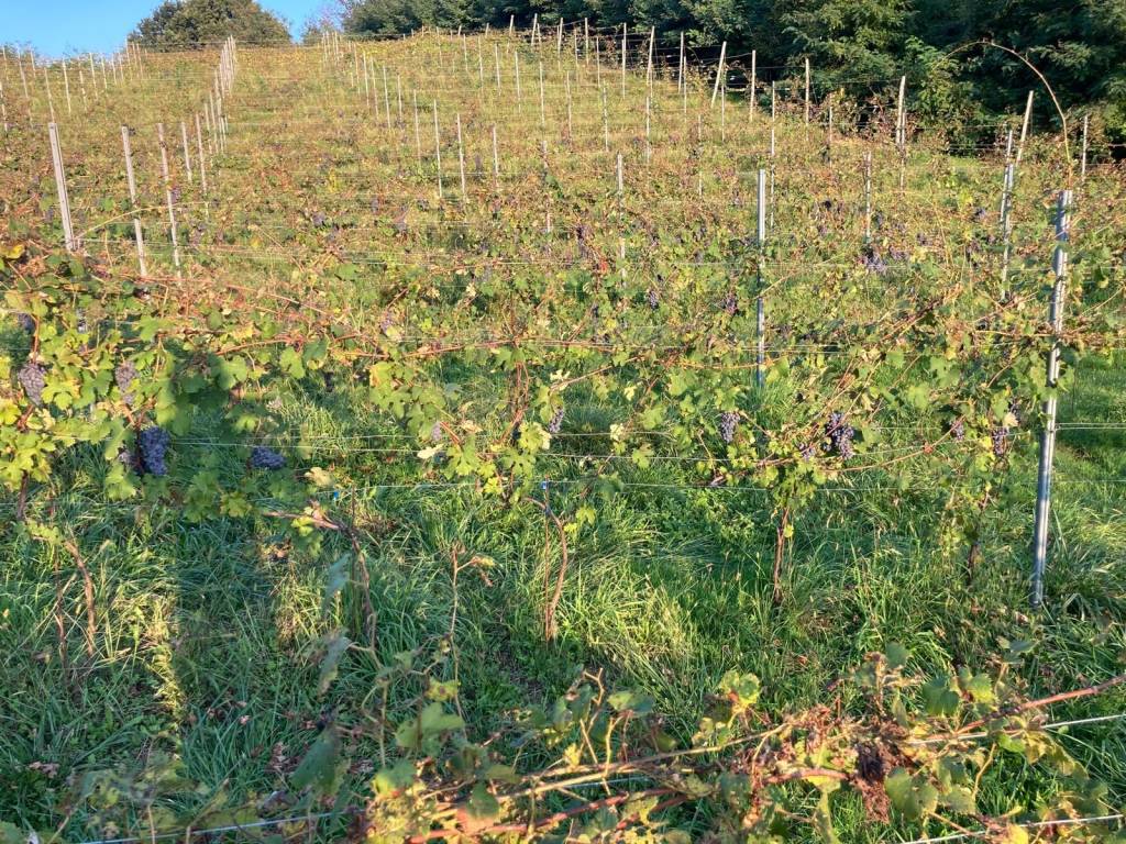 immagine di copertina