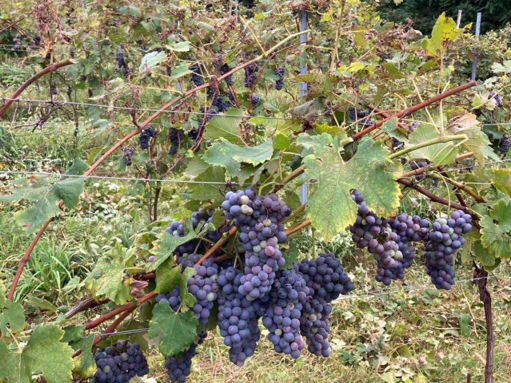 Terreno a Roasio in Via Roma - Foto 2