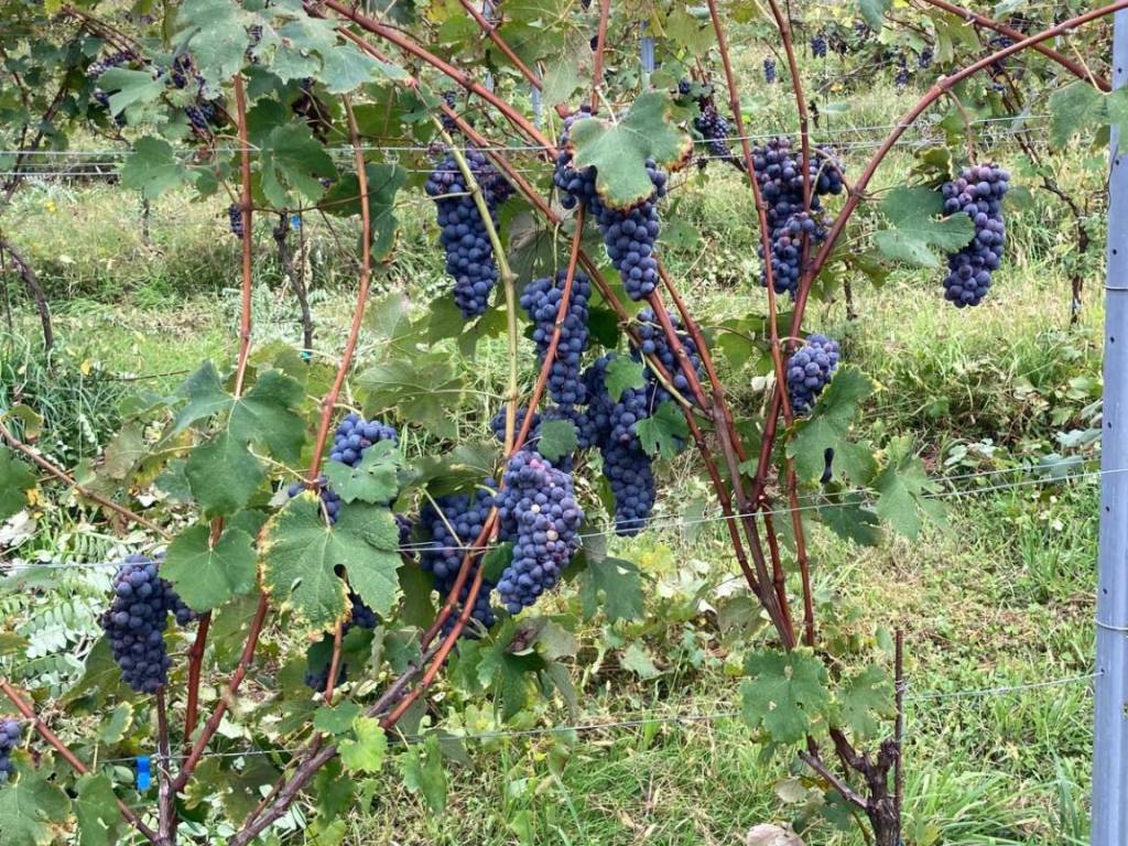 Terreno a Roasio in Via Roma - Foto 3