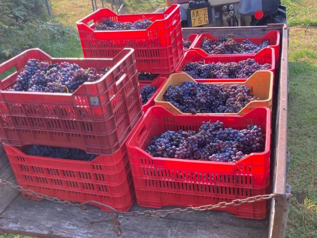 Terreno a Roasio in Via Roma - Foto 4