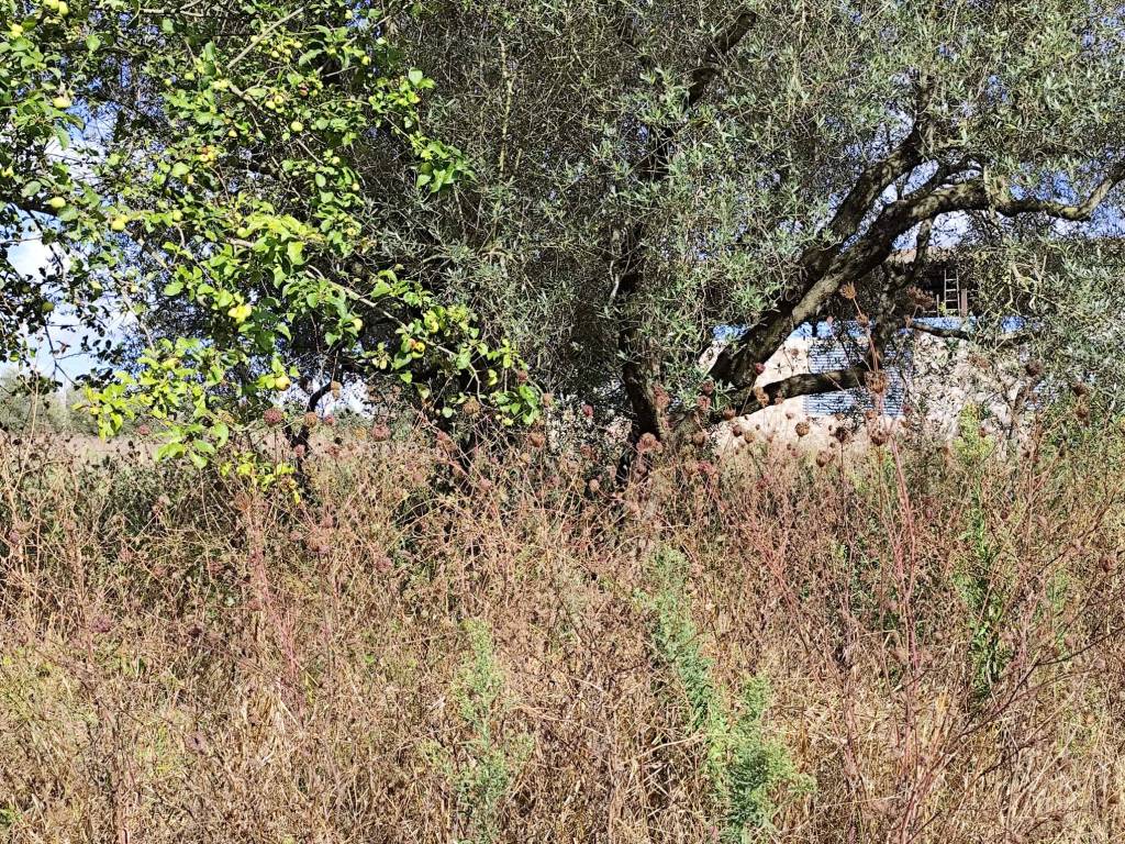 Terreno a Marta in Strada dei Carri - Foto 3