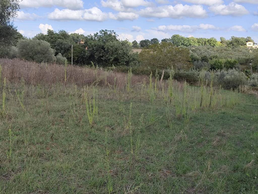 Terreno a Marta in Strada dei Carri - Foto 4