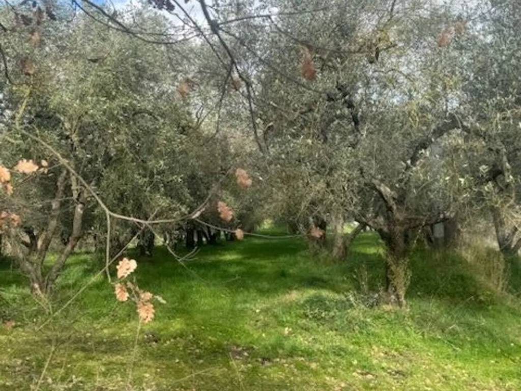 Terreno a Vitorchiano - Foto 2