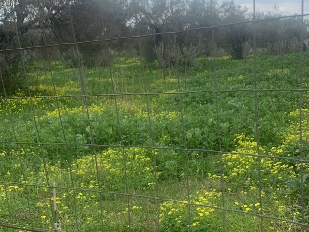 Terreno a Ardore in Vicolo Schiavo, 1 - Foto 4