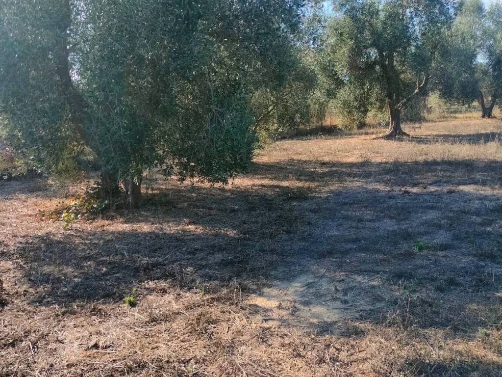 Terreno a Grosseto in Loc. Rugginosa - Foto 2