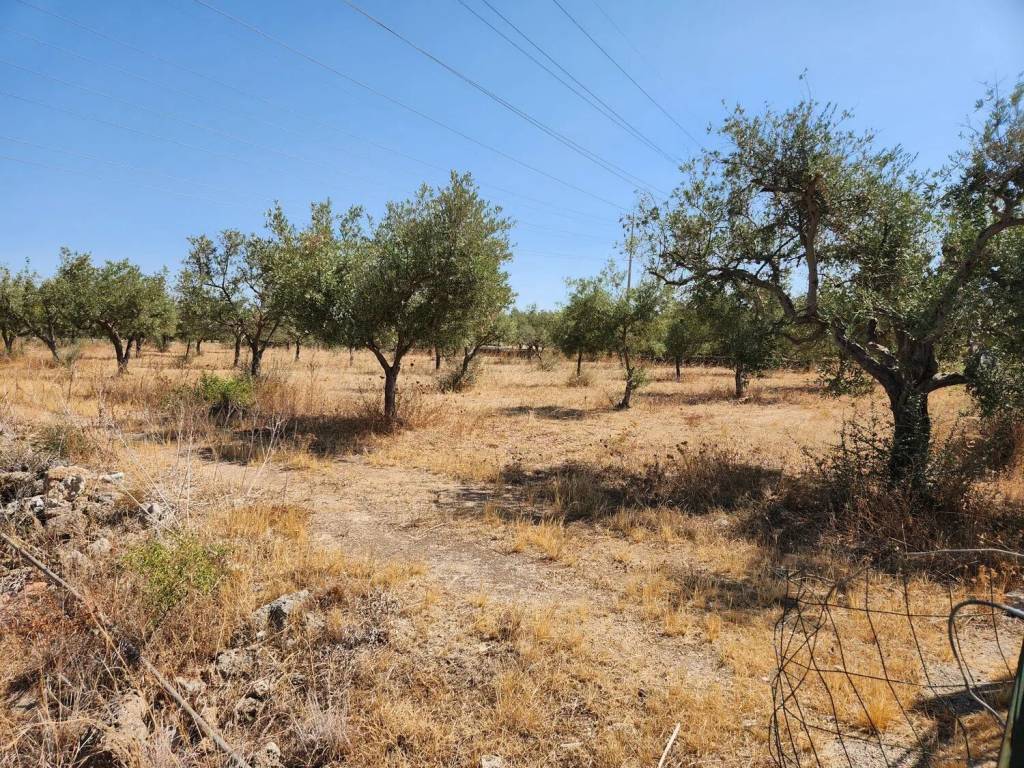 Terreno a Priolo gargallo in Contrada Mostringiano S.N.C. - Foto 3
