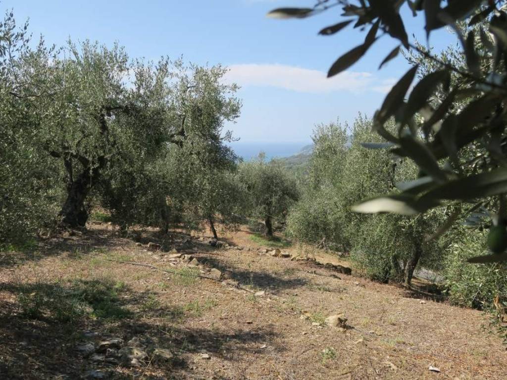 Terreno a San bartolomeo al mare in Via Chiappa - Foto 5