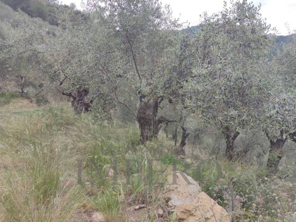 Terreno a Ventimiglia in Frazione Verrandi - Foto 2