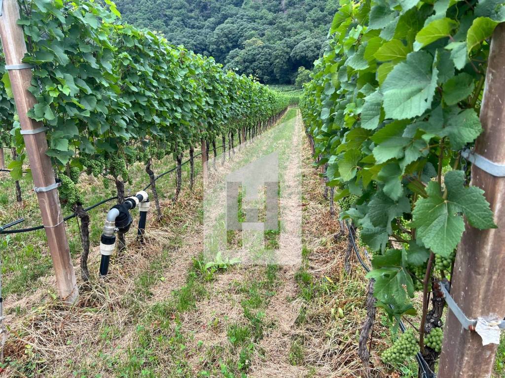 Terreno a Termeno sulla strada del vino - Foto 2