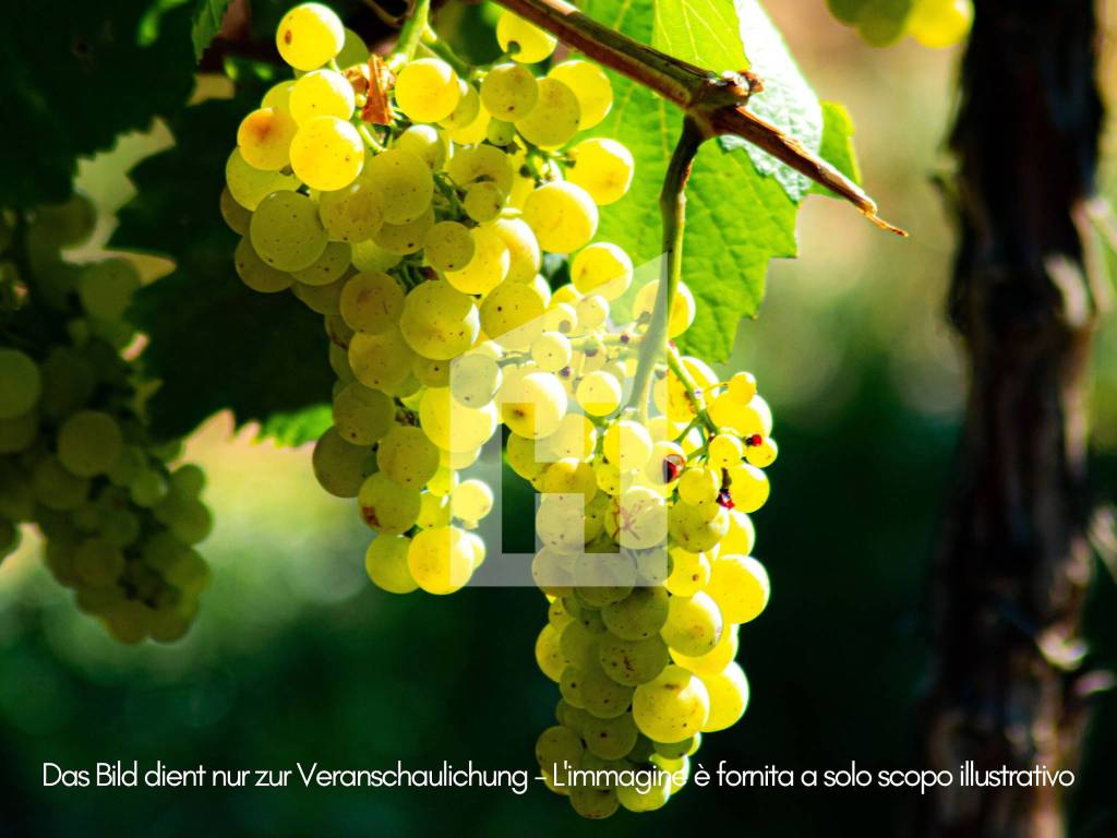 Terreno a Termeno sulla strada del vino - Foto 3