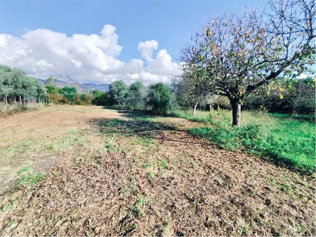 Terreno a Luni - Foto 2