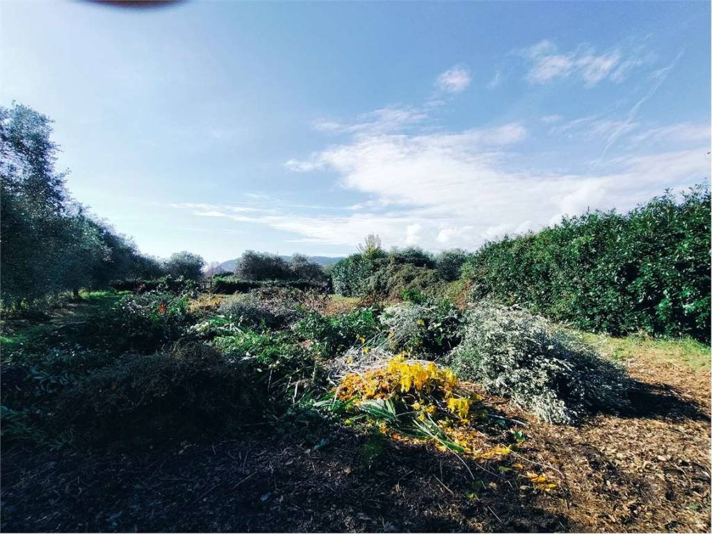 Terreno a Luni - Foto 5