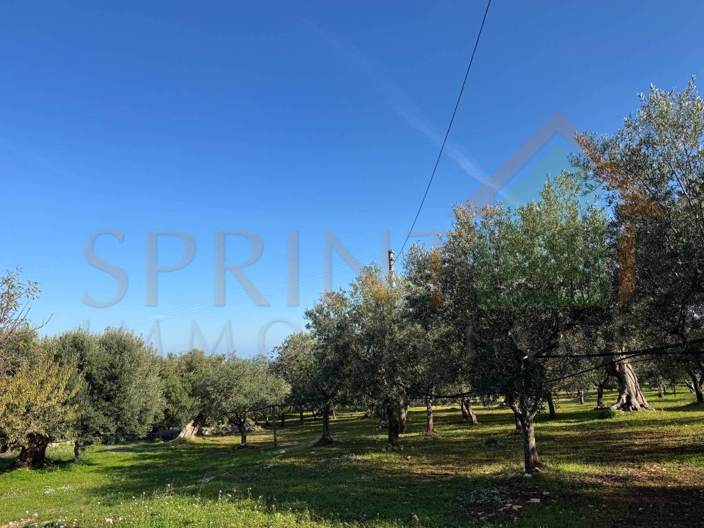 Terreno a Monopoli in Contrada San Vincenzo - Foto 5