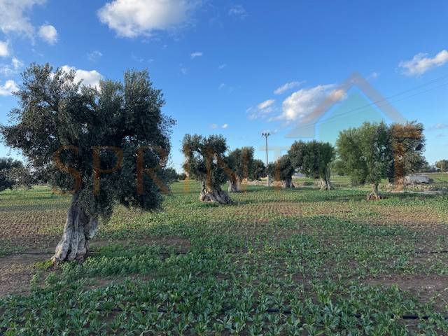 Terreno a Monopoli in Contrada Egnazia - Foto 5