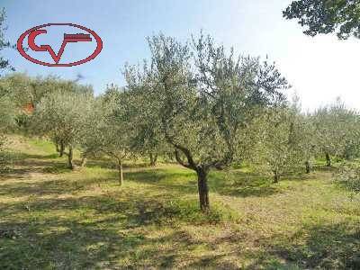Terreno a Montevarchi in Via di Ricasoli - Foto 2