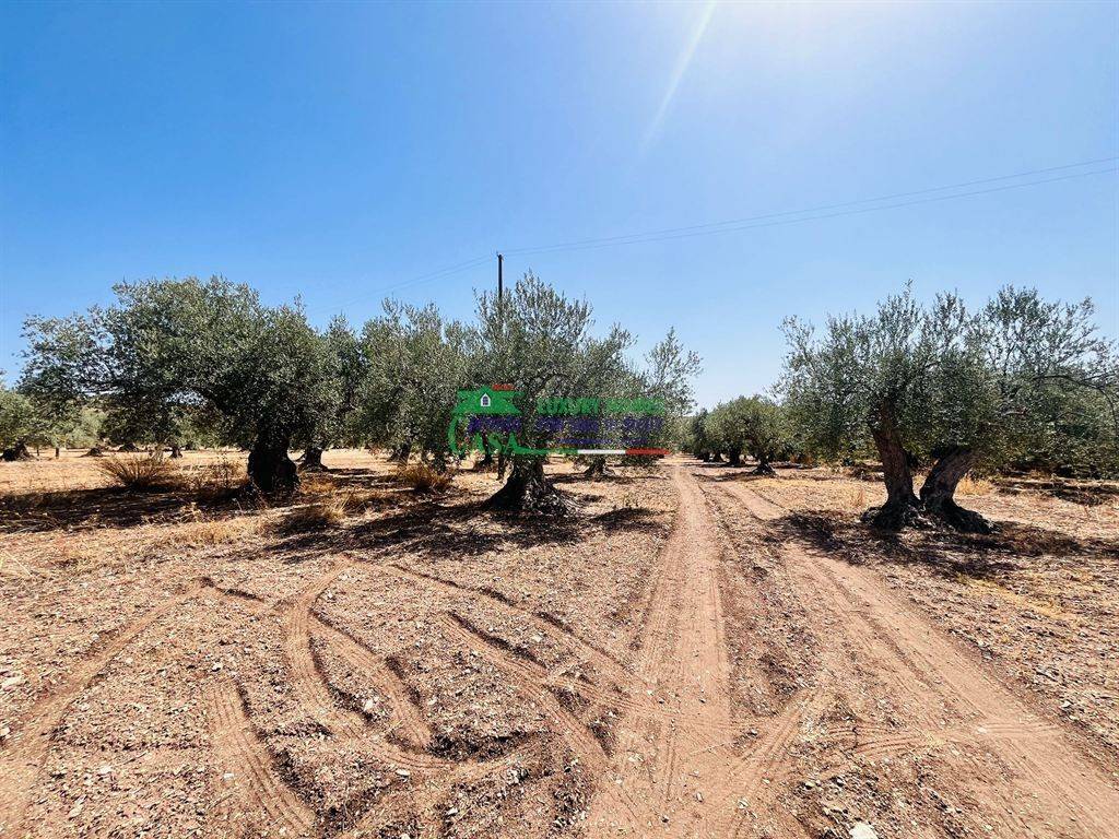 Terreno a Chiaramonte gulfi in Contrada Dicchiara - Foto 3