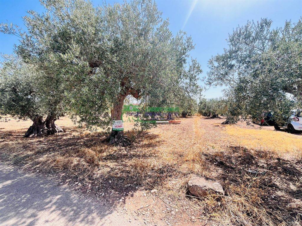 Terreno a Chiaramonte gulfi in Contrada Dicchiara - Foto 4