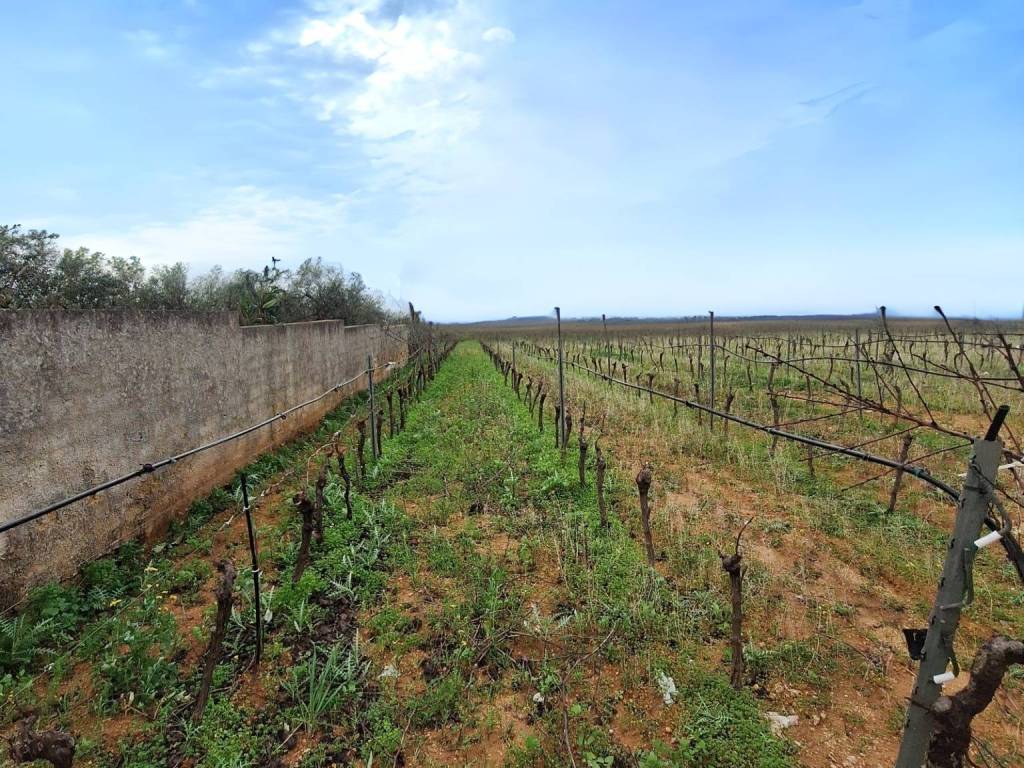 Terreno a Mazara del vallo - Foto 2