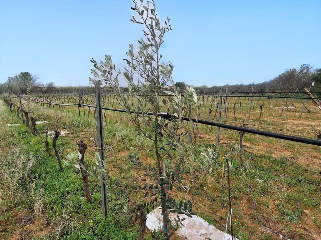 Terreno a Mazara del vallo - Foto 3