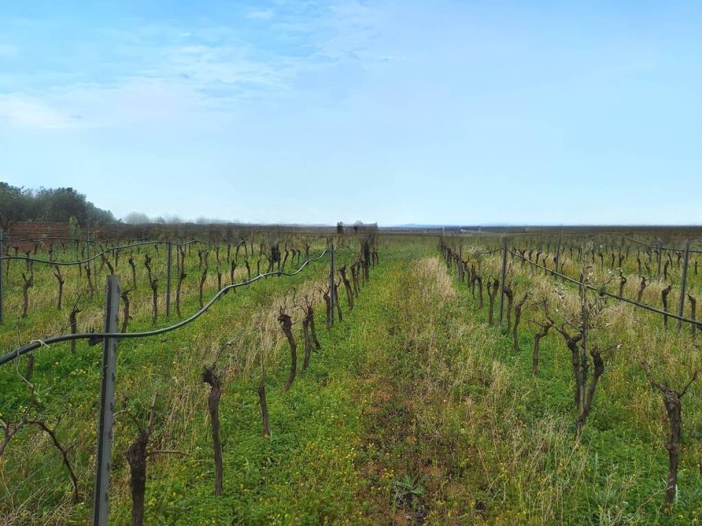 Terreno a Mazara del vallo - Foto 4