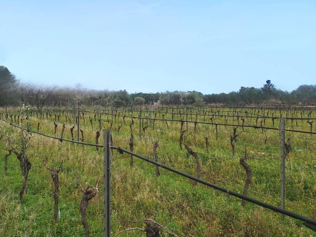 Terreno a Mazara del vallo - Foto 5