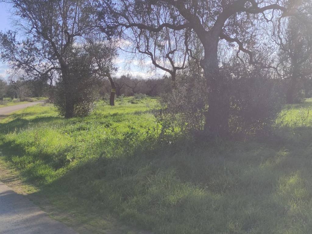 Terreno a Veglie in Strada Comunale Santa Venia - Foto 2