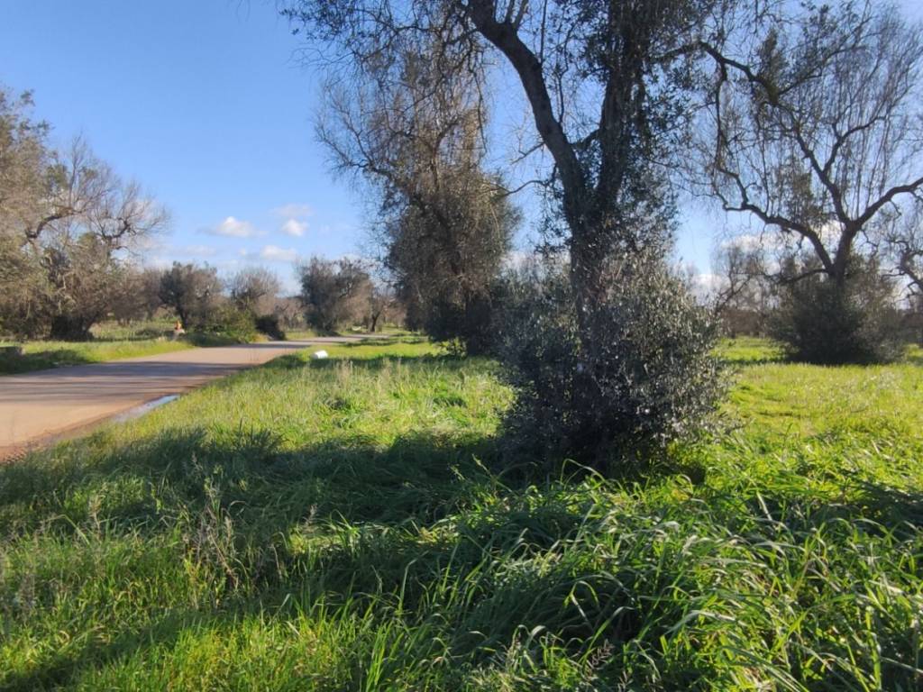 Terreno a Veglie in Strada Comunale Santa Venia - Foto 3