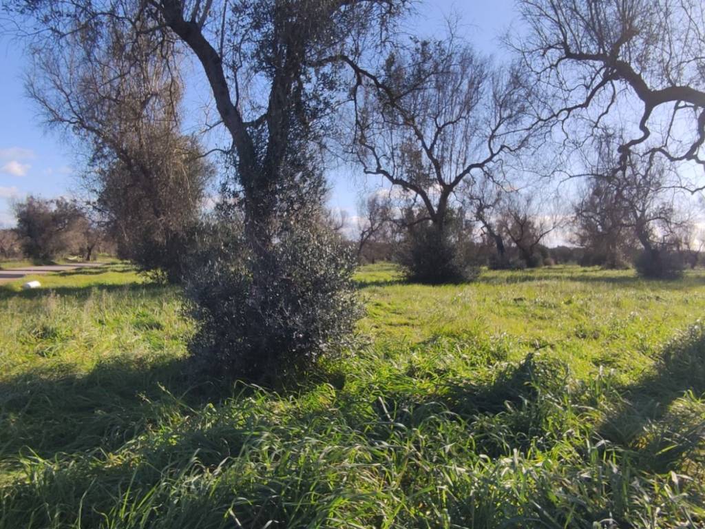 Terreno a Veglie in Strada Comunale Santa Venia - Foto 4