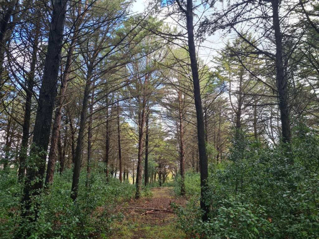 Villa a Martina franca in Via Taranto, 65 - Foto 5