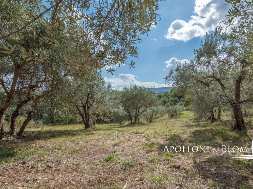 Rustico / casale a Magliano in toscana - Foto 3