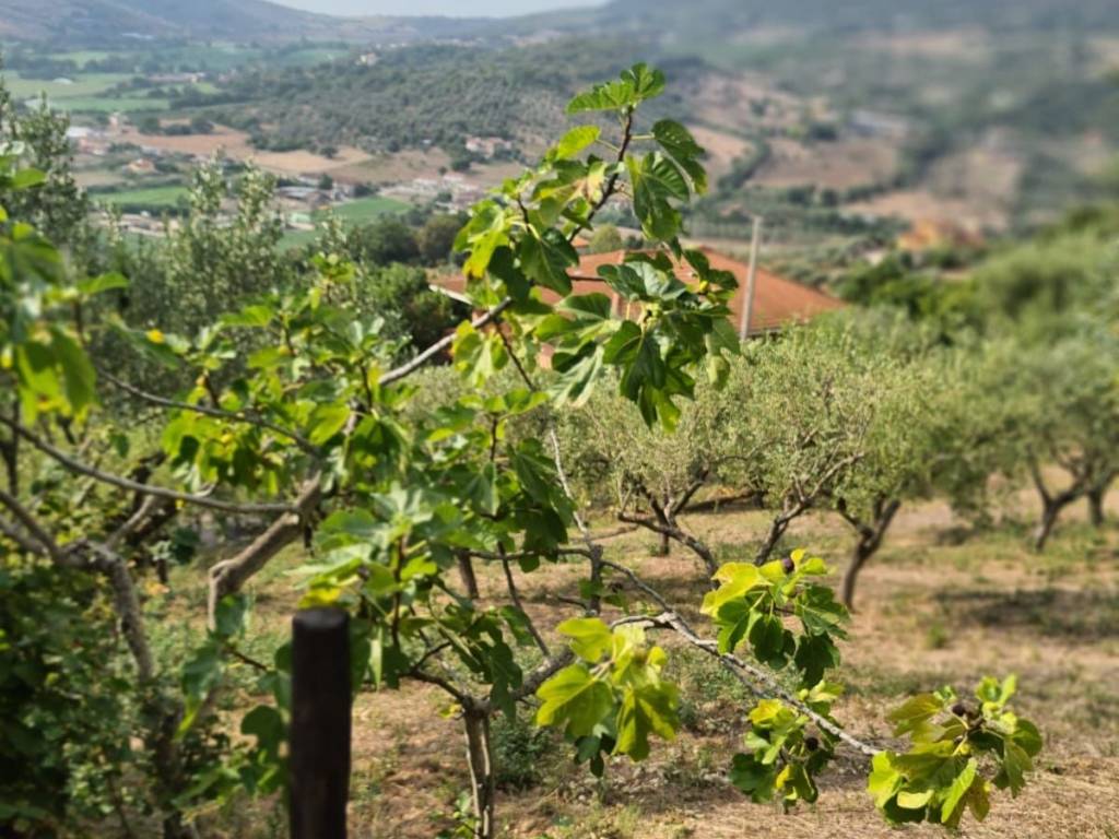Terreno a Giungano in Via Vetosa - Foto 3