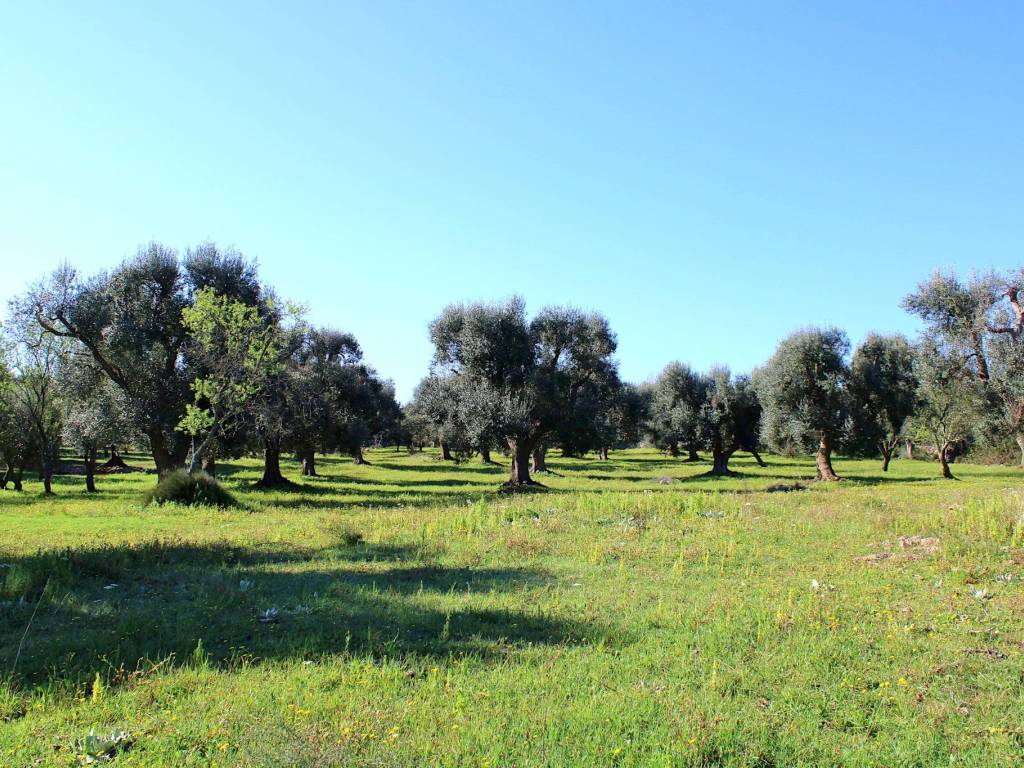 Rustico / casale a Carovigno - Foto 3
